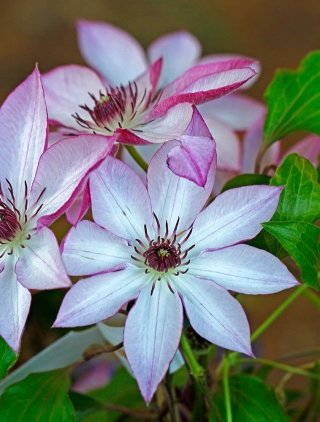 clematis_am clematis_am