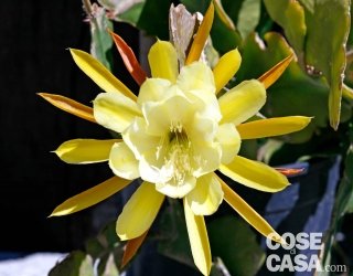 Epiphyllum london sunshine o lingua di suocera gialla.