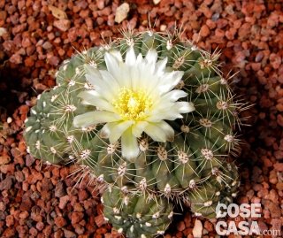 gymnocalicinum cactus sferico grusone