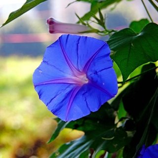 I fiori di campanella si aprono la mattina e si richiudono al tramonto. I fiori di campanella si aprono la mattina e si richiudono al tramonto.