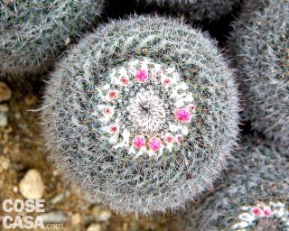 mamillaria cactus fiori bianchi, rossi e viola