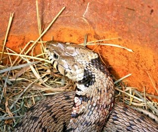 natrice-tassellata natrice-tassellata