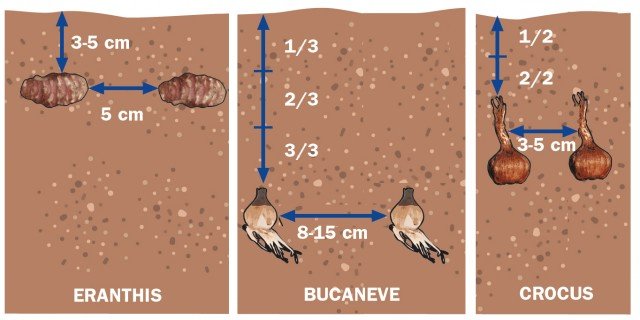 Piantare bulbi Eranthis, bulbi dei bucaneve e cormi dei Crocus Piantare bulbi Eranthis, bulbi dei bucaneve e cormi dei Crocus