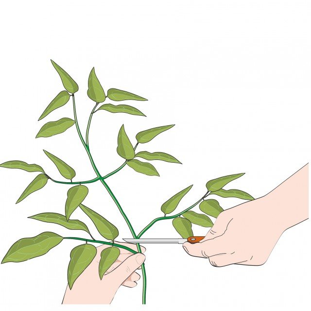 Prelevare le talee della clematis e tagliare le foglie basali Prelevare le talee della clematis e tagliare le foglie basali