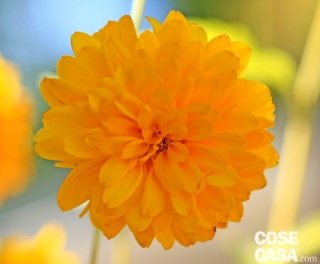 Rudbeckia laciniata "Goldquelle" colore giallo sole