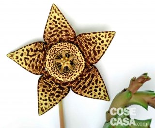 stapelia variegata fiore stellato