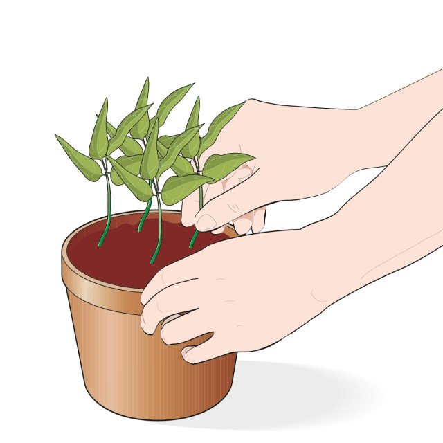 Piantare 4-5 talee clematis in un vaso di 12 cm di diametro e annaffiare non appena il terriccio si secca. Piantare 4-5 talee clematis in un vaso di 12 cm di diametro e annaffiare non appena il terriccio si secca.