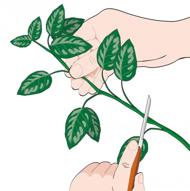 Prelevare talee di gardenia lunghe 8-10 con un paio di forbici ben affilate e disinfettate oppure un coltellino da innesto Prelevare talee di gardenia lunghe 8-10 con un paio di forbici ben affilate e disinfettate oppure un coltellino da innesto