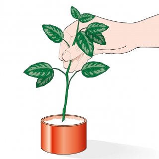 2. Spolverare la base delle talee in ormone radicante per accelerare la radicazione. 2. Spolverare la base delle talee in ormone radicante per accelerare la radicazione.