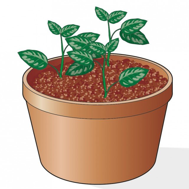 inserire tre talee di gardenia in un contenitore (vaso o cassetta) contenente una miscela formata da torba e sabbia inserire tre talee di gardenia in un contenitore (vaso o cassetta) contenente una miscela formata da torba e sabbia
