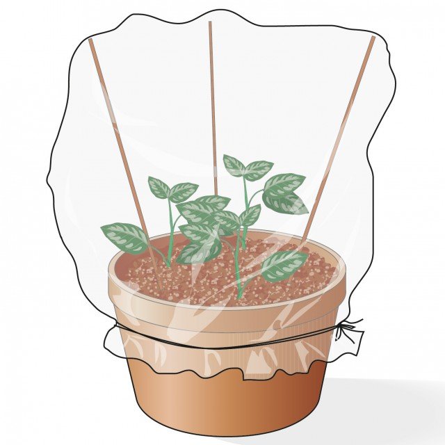 Ricoprire con un foglio di plastica trasparente le piantine di gardenia e collocare all’ombra Ricoprire con un foglio di plastica trasparente le piantine di gardenia e collocare all’ombra