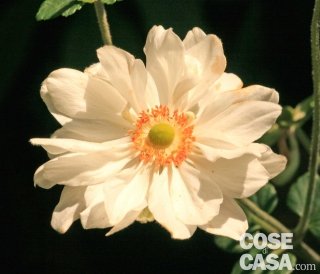 Anemone x hybrida “Whirlwind” giapponese