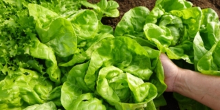 coltivare la lattuga