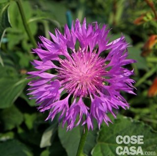 Centaurea hypoleuca "John Coutts", fiordaliso dalle infiorescenze viola intenso.