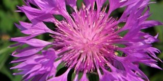 Centaurea hypoleuca “John Coutts” – fiordaliso