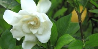 Moltiplicare la gardenia in vaso