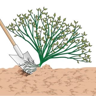 1. Estirpare la pianta dal terreno utilizzando un tridente o una vanga. 1. Estirpare la pianta dal terreno utilizzando un tridente o una vanga.