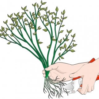 3. Tagliare eventuali parti danneggiate alle radici e tra i fusti. 3. Tagliare eventuali parti danneggiate alle radici e tra i fusti.