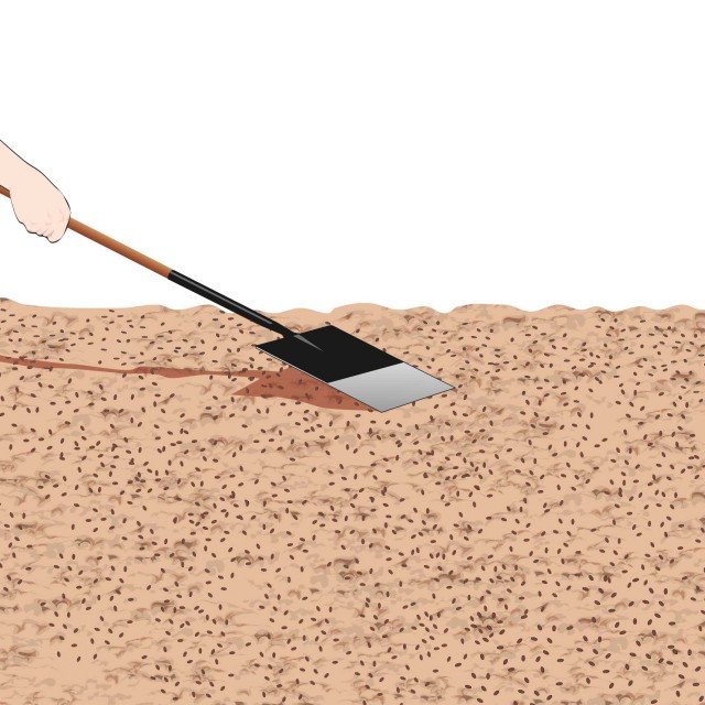 Si può seminare la lattuga a spaglio, facendo cadere le sementi sul terreno nel modo più uniforme possibile Si può seminare la lattuga a spaglio, facendo cadere le sementi sul terreno nel modo più uniforme possibile