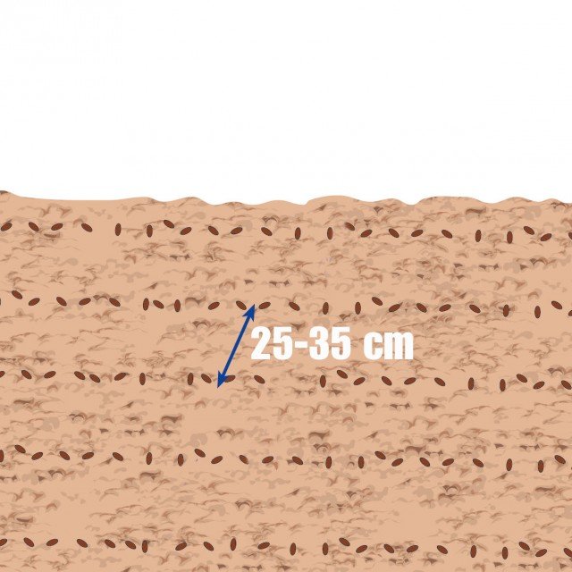 si può seminare la lattuga in file ordinate distanti fra loro dai 25 ai 35 cm si può seminare la lattuga in file ordinate distanti fra loro dai 25 ai 35 cm
