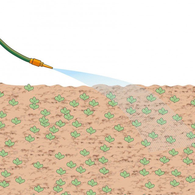 Si mantenga umido il substrato fino a quando le sementi di lattuga non giungano a germinazione completa Si mantenga umido il substrato fino a quando le sementi di lattuga non giungano a germinazione completa