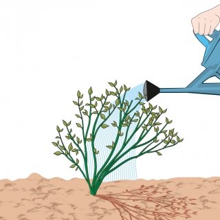 4. Mettere a dimora nell’aiuola e annaffiare copiosamente. 4. Mettere a dimora nell’aiuola e annaffiare copiosamente.