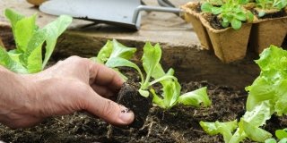 Orto autunnale: cosa piantare, seminare e raccogliere nel mese di ottobre