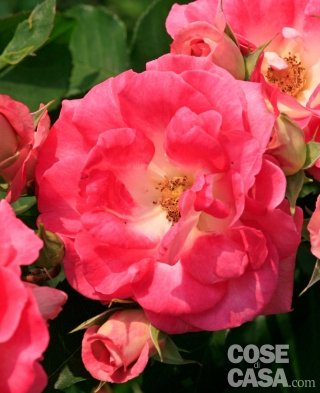 Rosa “Primo Bacio” rosso tenue