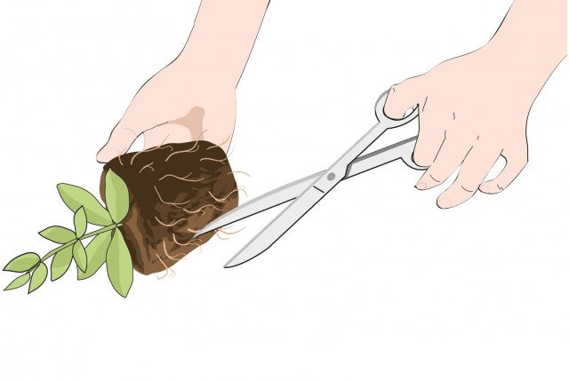 Estrarre le piante tappezzanti capovolgendo il vasetto, le radici che fuoriescono dal pane di terra vanno pareggiate con un colpo di forbice Estrarre le piante tappezzanti capovolgendo il vasetto, le radici che fuoriescono dal pane di terra vanno pareggiate con un colpo di forbice
