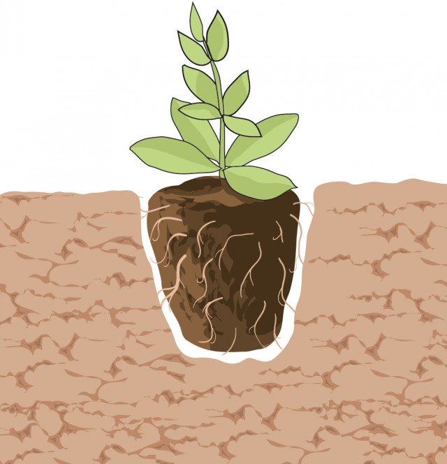 buche devono essere profonde quanto il pane di terra. È fondamentale che il colletto (la parte compresa tra radice e fusto delle piante tappezzanti) resti, di pochi centimetri appena fuori dal terreno. buche devono essere profonde quanto il pane di terra. È fondamentale che il colletto (la parte compresa tra radice e fusto delle piante tappezzanti) resti, di pochi centimetri appena fuori dal terreno.