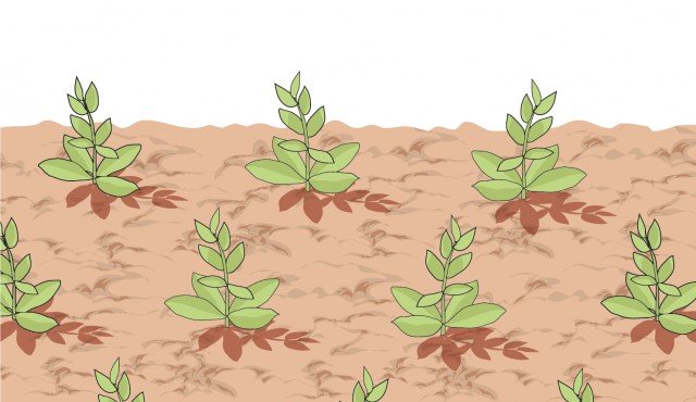 Distanziare di 25 cm, tra loro, le piantine tappezzanti. Se poste su più file distanziarle di 15 - 20 cm. Distanziare di 25 cm, tra loro, le piantine tappezzanti. Se poste su più file distanziarle di 15 - 20 cm.