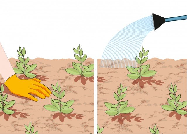 Pressare con le mani il terreno tutt’intorno alla pianta tappezzante per evitare che si formino sacche di aria. Annaffiare abbondantemente. Pressare con le mani il terreno tutt’intorno alla pianta tappezzante per evitare che si formino sacche di aria. Annaffiare abbondantemente.