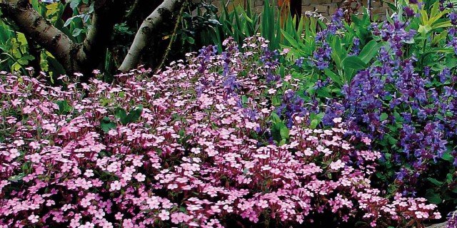 Le piante tappezzanti che fioriscono nelle zone difficili cose di casa Piante perenni per giardino roccioso