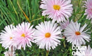 Aster-novi-belgii Aster-novi-belgii