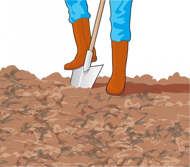 Preparare in modo adeguato il terreno effettuando la vangatura a una profondità di 25 centimetri Preparare in modo adeguato il terreno effettuando la vangatura a una profondità di 25 centimetri