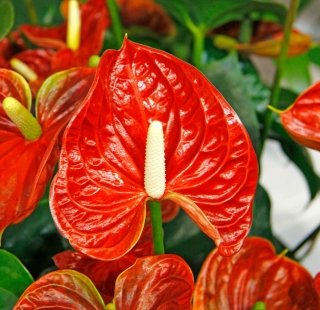 anthurium anthurium