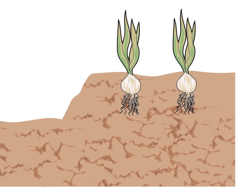 Calibre Sastre Hacer Piantare l'aglio nell'orto: semina a novembre, cure, crescita - Cose di Casa