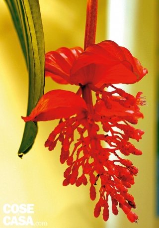 Medinilla magnifica varietà "Belo", a fiori rossi.