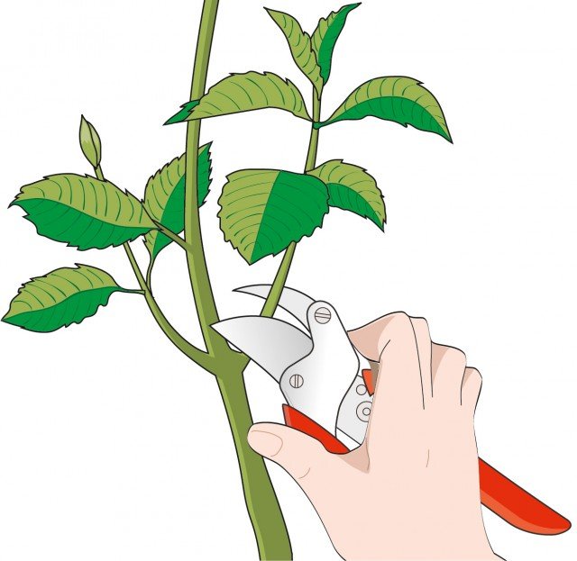 Prelevare la mattina presto alcune talee apicali delle ortensie della lunghezza di 10 -15 cm e immergerle immediatamente in un contenitore pieno d’acqua Prelevare la mattina presto alcune talee apicali delle ortensie della lunghezza di 10 -15 cm e immergerle immediatamente in un contenitore pieno d’acqua