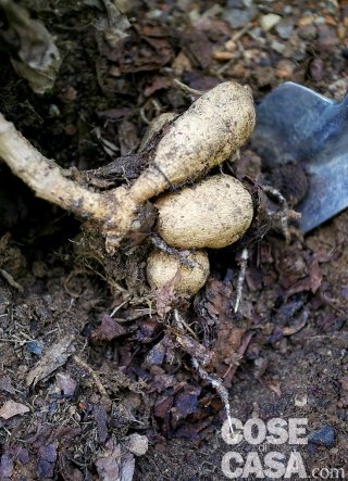 Tagliare i fusti secchi dei bulbi a 10 cm del suolo poi sollevare delicatamente i bulbi con una piccola pala o forca per non ferirne le radici Tagliare i fusti secchi dei bulbi a 10 cm del suolo poi sollevare delicatamente i bulbi con una piccola pala o forca per non ferirne le radici