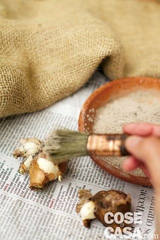 Conservare soltanto i bulbi più grandi e sani dopo averli cosparsi con polvere fungicida Conservare soltanto i bulbi più grandi e sani dopo averli cosparsi con polvere fungicida