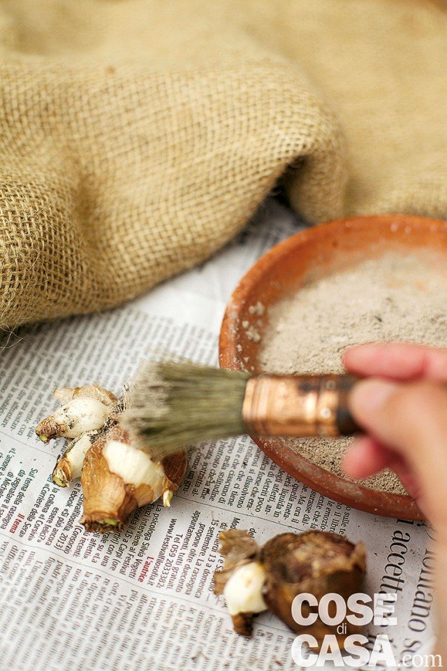 Conservare soltanto i bulbi più grandi e sani dopo averli cosparsi con polvere fungicida Conservare soltanto i bulbi più grandi e sani dopo averli cosparsi con polvere fungicida