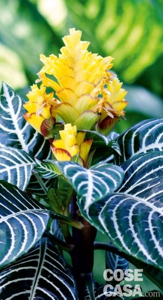Aphelandra squarrosa Aphelandra squarrosa