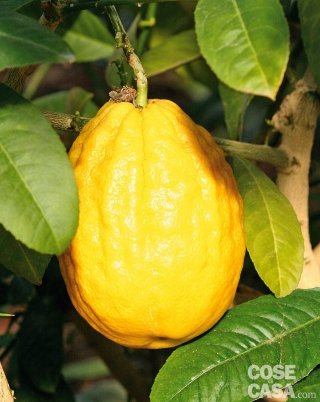 Citrus medica varietà “Etrog”. Citrus medica varietà “Etrog”.