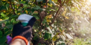 cure autunnali piante cure autunnali piante