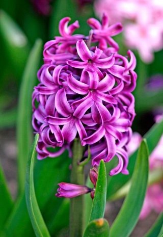 Durante la primavera, il giacinto sboccia dando vita a dense pannocchie di fiori variopinti.