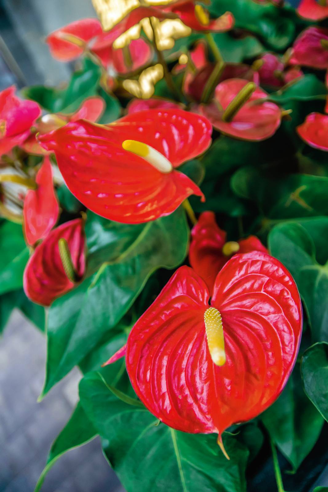 Rosa Anthurium rosso per vasi cimiteriali e luoghi sacri