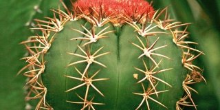 Melocactus