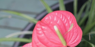 Anthurium rosa