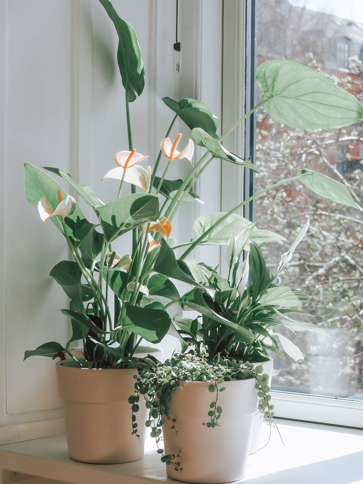 alocasia x amazonica polly Alocasia Amazonica Polly, African Mask